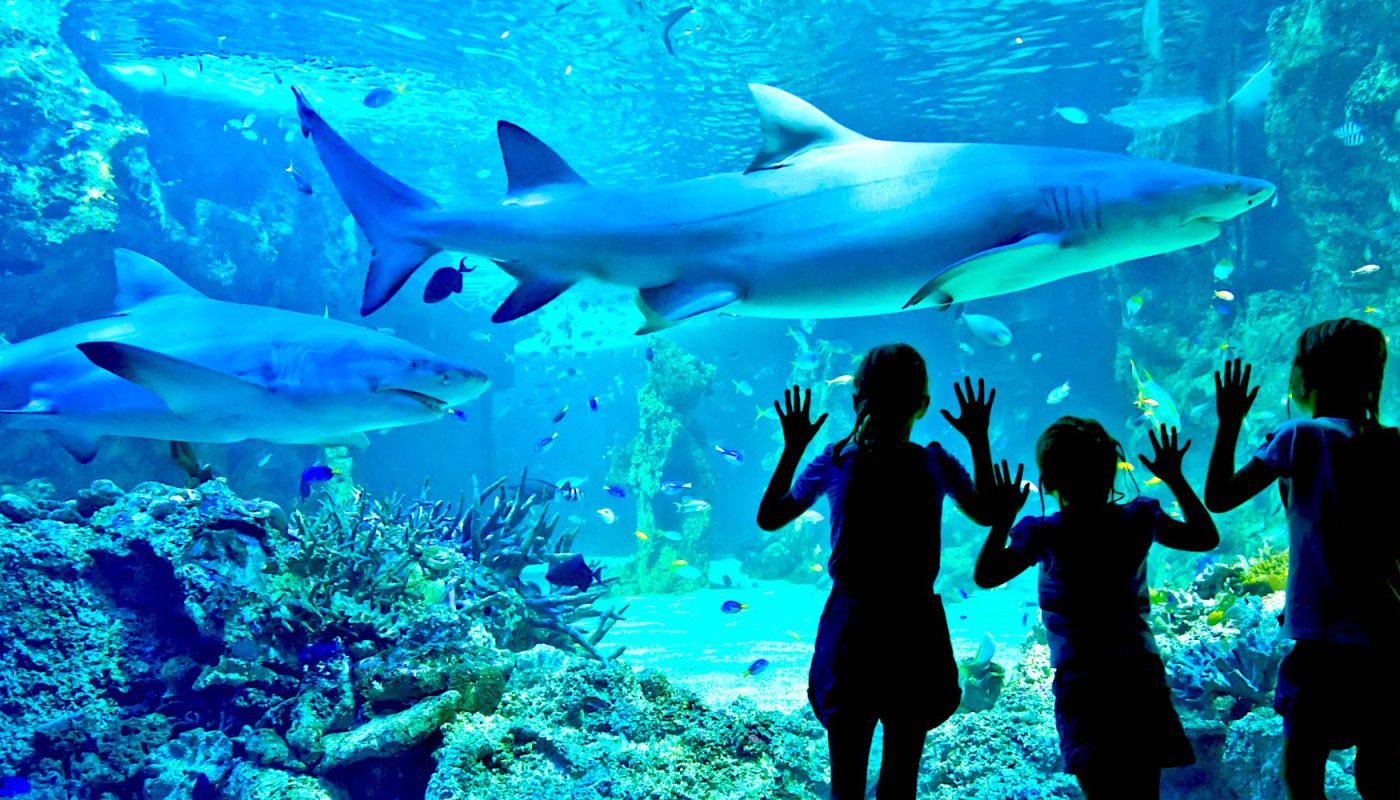 Three people stand beneath large sharks swimming above a coral reef in a blue aquarium.