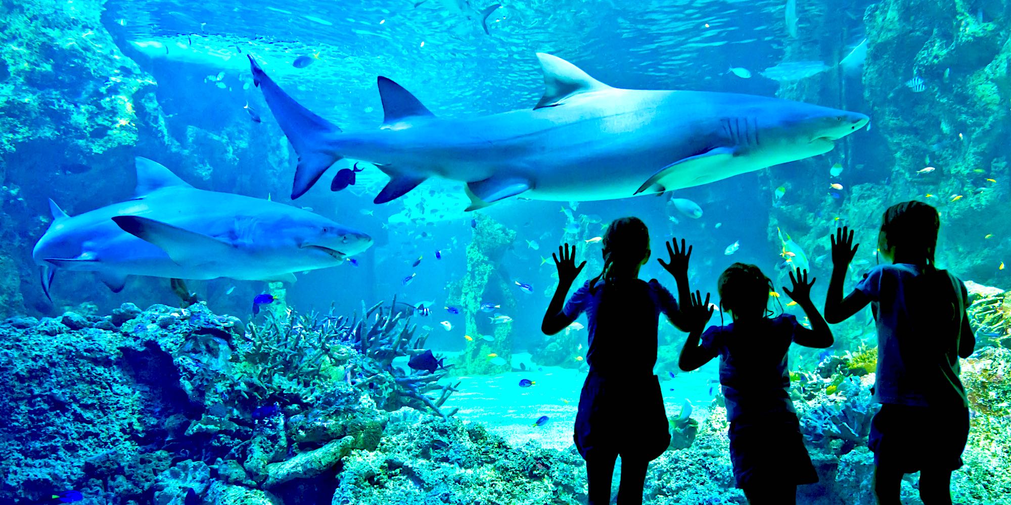 Three people stand beneath large sharks swimming above a coral reef in a blue aquarium.
