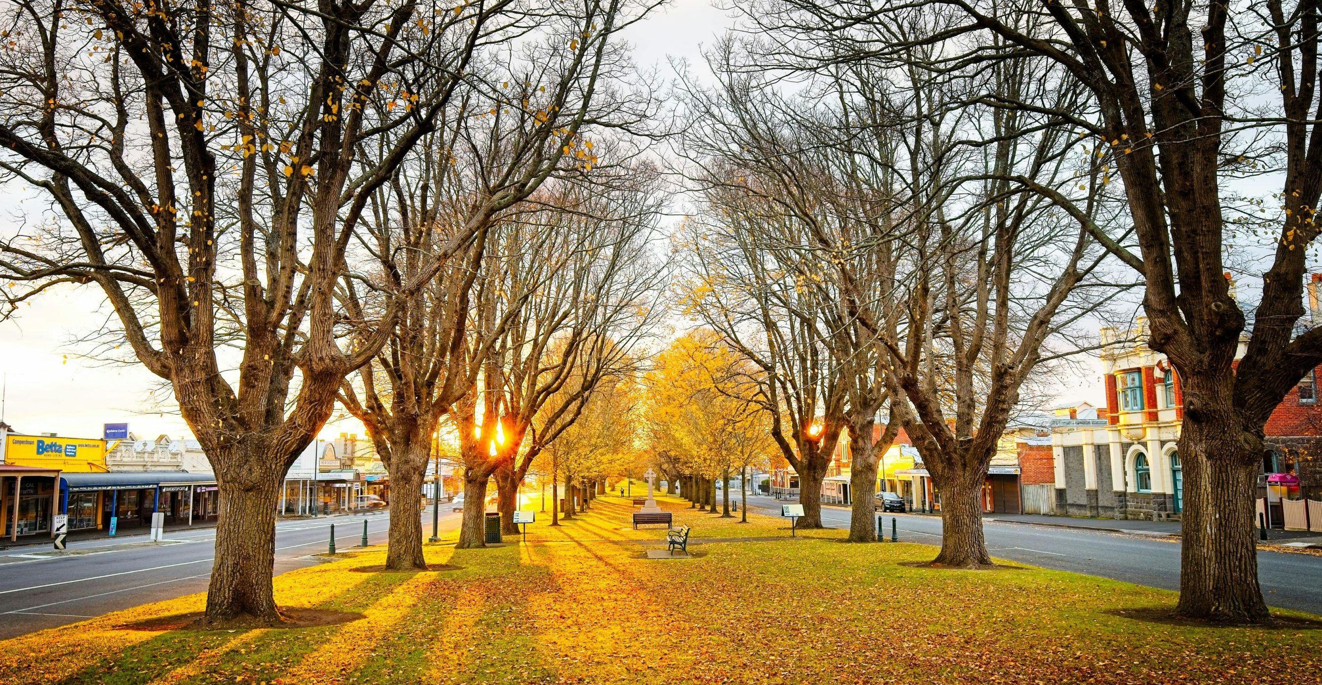 A grassy median covered in fallen leaves, lined with bare trees between roads and storefronts in golden sunlight.