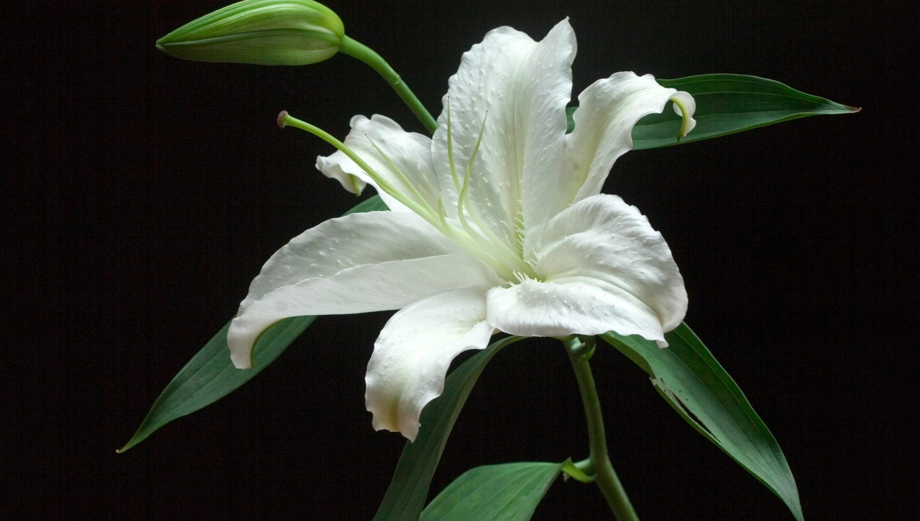 A large white lily blooms among long green leaves and an unopened bud against a dark background.